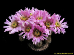 Echinocereus reichenbachii v. baileyi 709